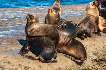 South American  Sea Lion , Peninsula Valdes ,Chubut,Patagonia, Argentina