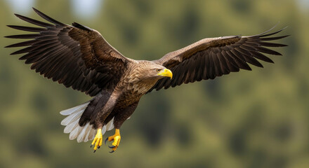Majestic White Tailed Eagle in Flight Against a Blurred Background