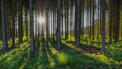 when the sun is cutting the forest - Wenn die Sonne den Wald zerteilt