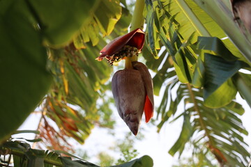 banana flower in the garden, banana tree, banana farming, in garden, Ramanathapuram, rameshwaram, madurai, tamilnadu, India, asia 