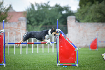 Dog is jumping over the hurdles. Amazing day on czech agility competition.