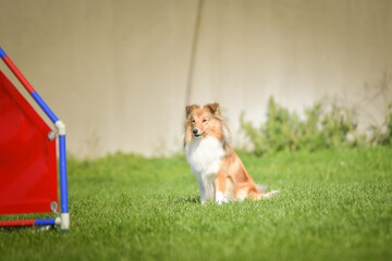 Dog is jumping over the hurdles. Amazing day on czech agility competition.