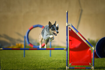 Dog is jumping over the hurdles. Amazing day on czech agility competition.