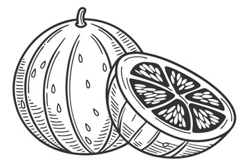 High Quality Vector Illustration of an Ugli Fruit