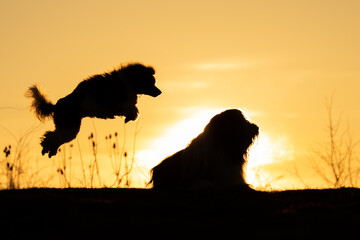Silhouette of a Dogs Joyfully Running at Sunset. A dynamic silhouette of a dogs captured mid-leap...
