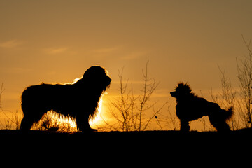 Silhouette of a Dogs Joyfully Running at Sunset. A dynamic silhouette of a dogs captured mid-leap...