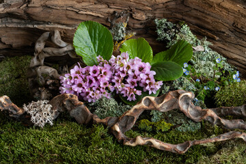 Delicate pink bergenia flowers bloom against rugged driftwood and soft lichen. A mystical and...