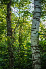 Sunlight filters through the forest, showcasing vibrant greenery and evokes tranquility