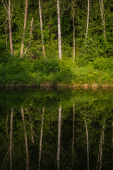 Still waters mirror the vibrant greenery, showcasing nature's tranquility and beauty in harmony