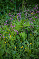 A vibrant array of wildflowers and green foliage fills the meadow, illuminated by morning sunlight