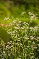 Soft white blooms sway in the breeze near a tranquil water source, reflecting nature's beauty