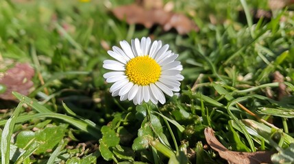 Closeup of a Single White Daisy in Green Grass