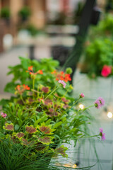 A delightful array of blossoms and greenery decorates a peaceful walkway in full spring bloom