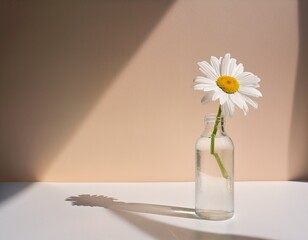 a single white daisy in a clear glass bottle on a minimalist white surface with soft warm sunlight and muted pastel background