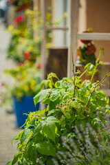 Lush plants line a charming path, creating a serene, colorful atmosphere in the sun