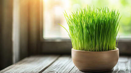 Young green grass growing in round wooden pot on rustic wooden table near window with soft natural sunlight creating fresh and peaceful atmosphere