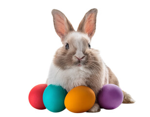 Adorable bunny with eggs