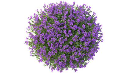 Vibrant purple flowers blooming in a garden nature photography top view serene environment floral concept for seo impact