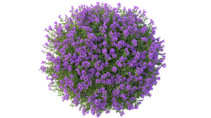 Vibrant purple flowers blooming in a garden nature photography top view serene environment floral concept for seo impact