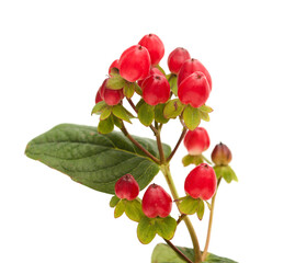 Hypericum x inodorum,  tall tutsan, red berries isolated on White background