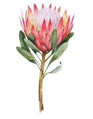 Watercolor King Protea