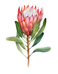 Watercolor King Protea