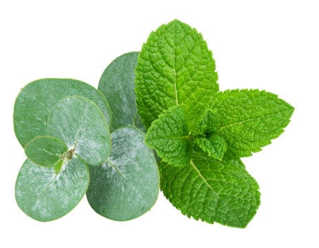 Eucalyptus and Mint Leaves
