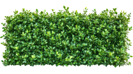 Lush green hedge urban garden plant life natural environment close-up view healthy foliage for landscaping projects