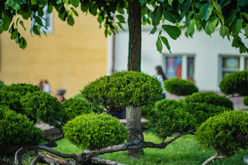 Delicate bonsai trees showcase their unique artistry, inviting visitors to admire their beauty
