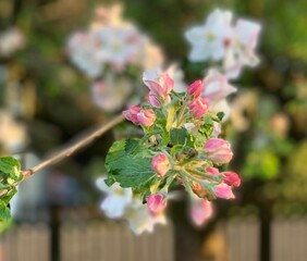 pink cherry blossom