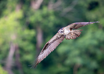 Osprey