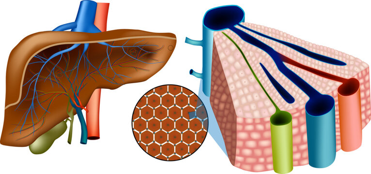 Human Liver Anatomy with Hepatic Lobule and Portal Triad Structure. Medical Illustration of Liver with Microscopic Hexagonal Lobule Detail