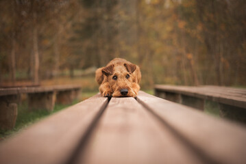 Irish terrier on the bench in the park
