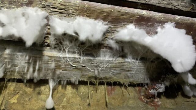 Close-up of white mold or fungal growth spreading across wooden beams and stone wall in a damp basement or crawl space, highlighting severe moisture damage.