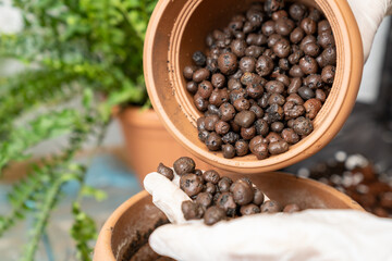 Gardener wearing gloves adding clay pebbles to flower pot for improved drainage and aeration,...