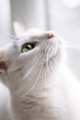 White cat with whiskers and upturned muzzle in soft light. Close-up of a white cat with green eye,...