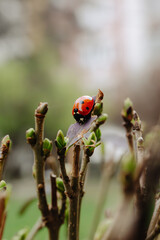 Seven-spot ladybird on a budding twig. Macro shot of a ladybird on a leaf among spring buds, with blurred background highlighting insect detail and nature's freshness.
