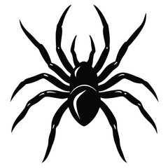 spider on a white background