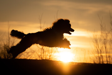 Silhouette of a Dog Joyfully Running at Sunset. A dynamic silhouette of a dog captured mid-leap...