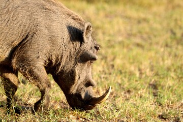 Close-up of a warthog feeding in golden light on grassy savanna, showing tusks and rugged skin.