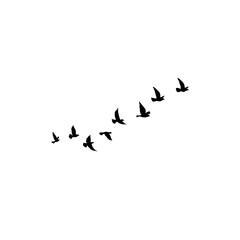 flock of birds