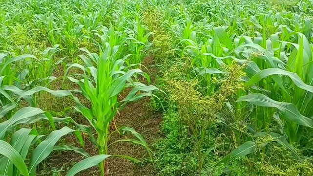 Field area covered with corn and chili plants.