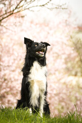 Spring portrait of dog in nature. He is so cute in the nature. He has so lovely face	
