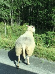 sheep in the forest