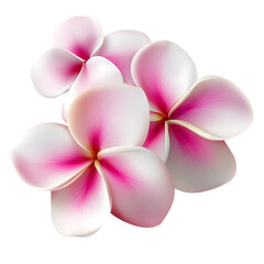 Pink and White Frangipani Flower on Transparent Background
