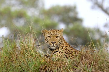 Portrait of a leopard resting in grassland, with a focused look and natural camouflage in the wild savanna.