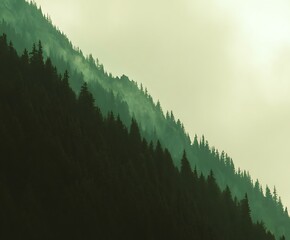 Misty forest on mountainside ethereal scene