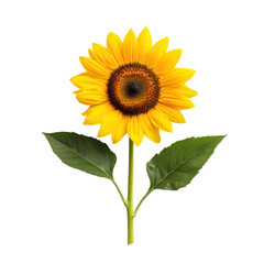 Fototapeta premium Vibrant sunflower with green leaves on a black background