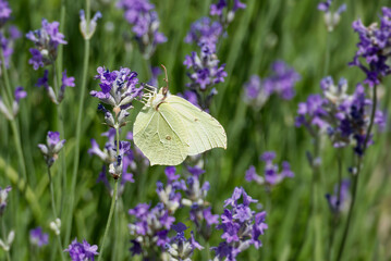 Common brimstone butterfly (Gonepteryx rhamni) sitting on lavender in Zurich, Switzerland
