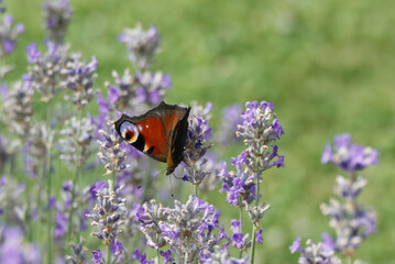 European peacock butterfly (Aglais io) perched on lavender in Zurich, Switzerland